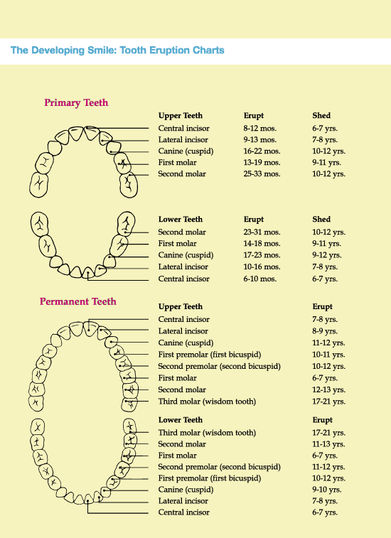 Tooth Development Chart