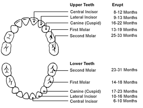 Tooth Development Chart